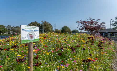 LN-490X300-Firhouse-pollinator-friendly-wildflower-and-bulbs