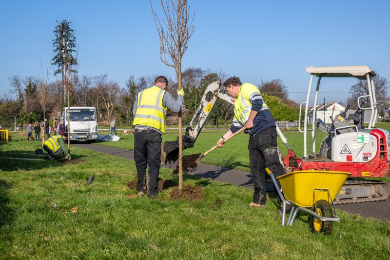 New-Trees---Dodder-Valley-Park-800px