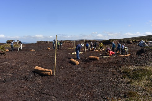 Peatlands-490px