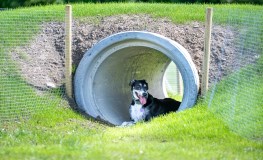 Upgraded Dog Run Facilities at Tymon and Rathcoole Park sumamry image