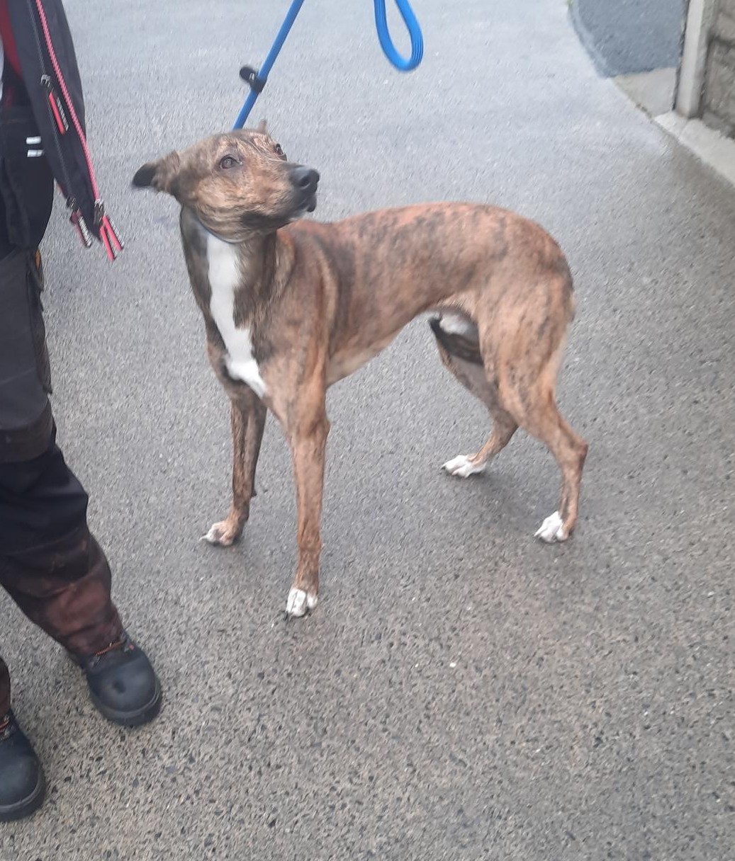 04-11-25-Rathcoole-3