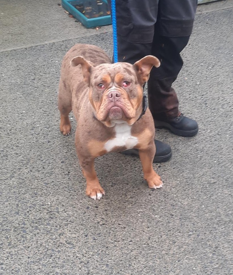 04-11-25-Rathcoole-Village-2