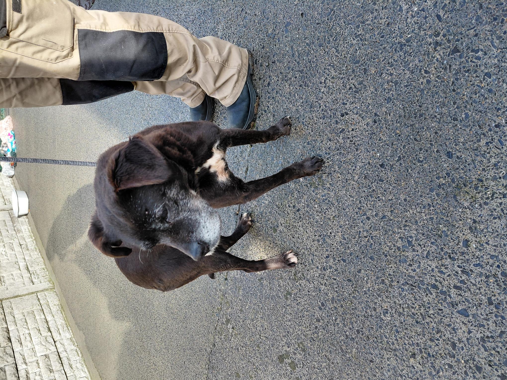 13-3-26-Vet-Care-Rathcoole-Copy