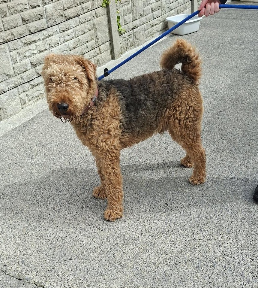 16-04-25-Hazelhatch--Adamstown-Copy