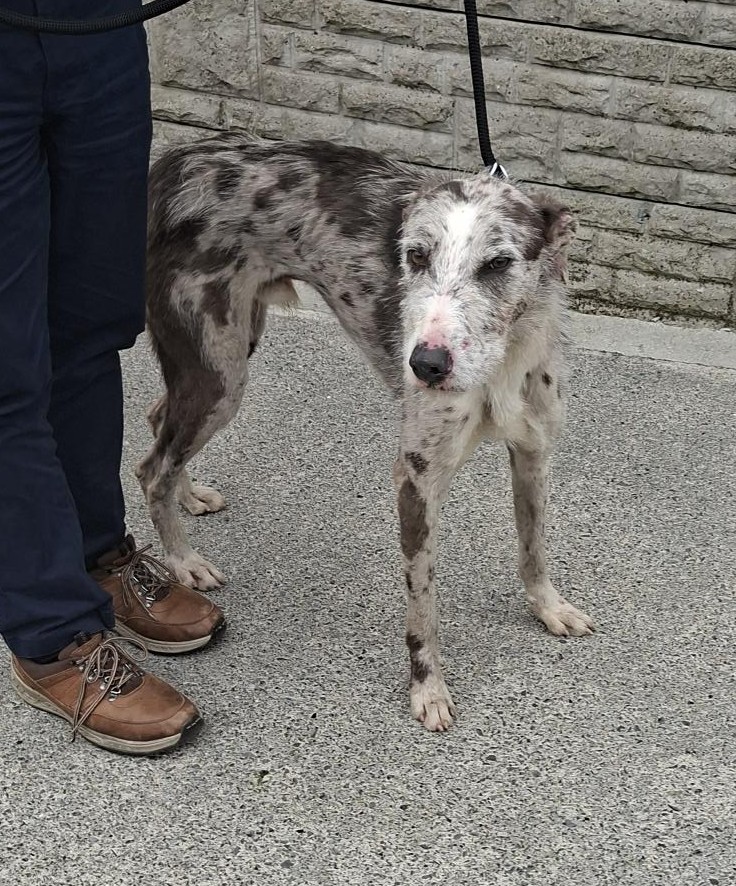 16-04-26-Firhouse-Road-Copy-1