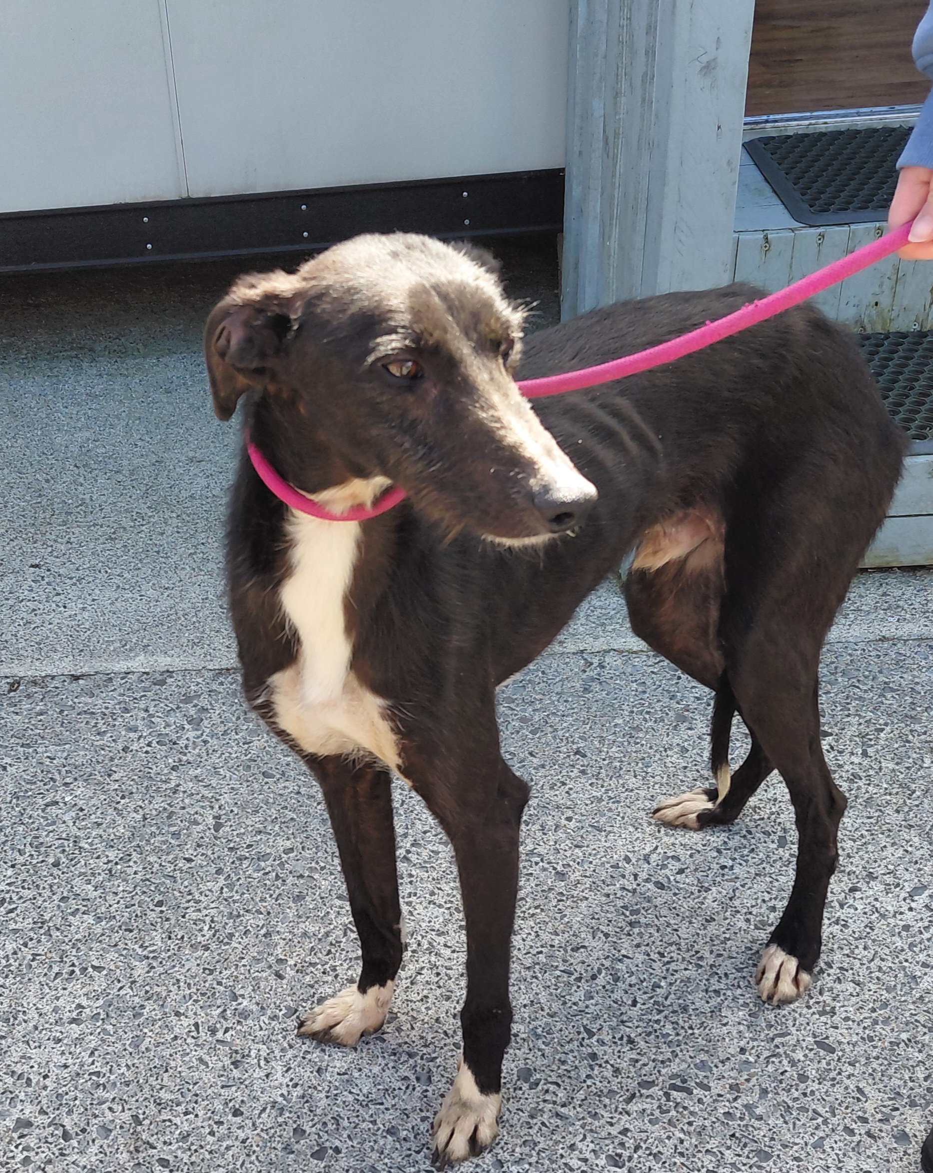 17-04-26-Baldonell_1