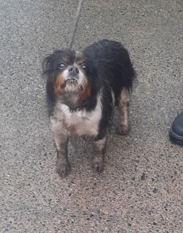 18-02-26-Newcastle-Village-Copy-1