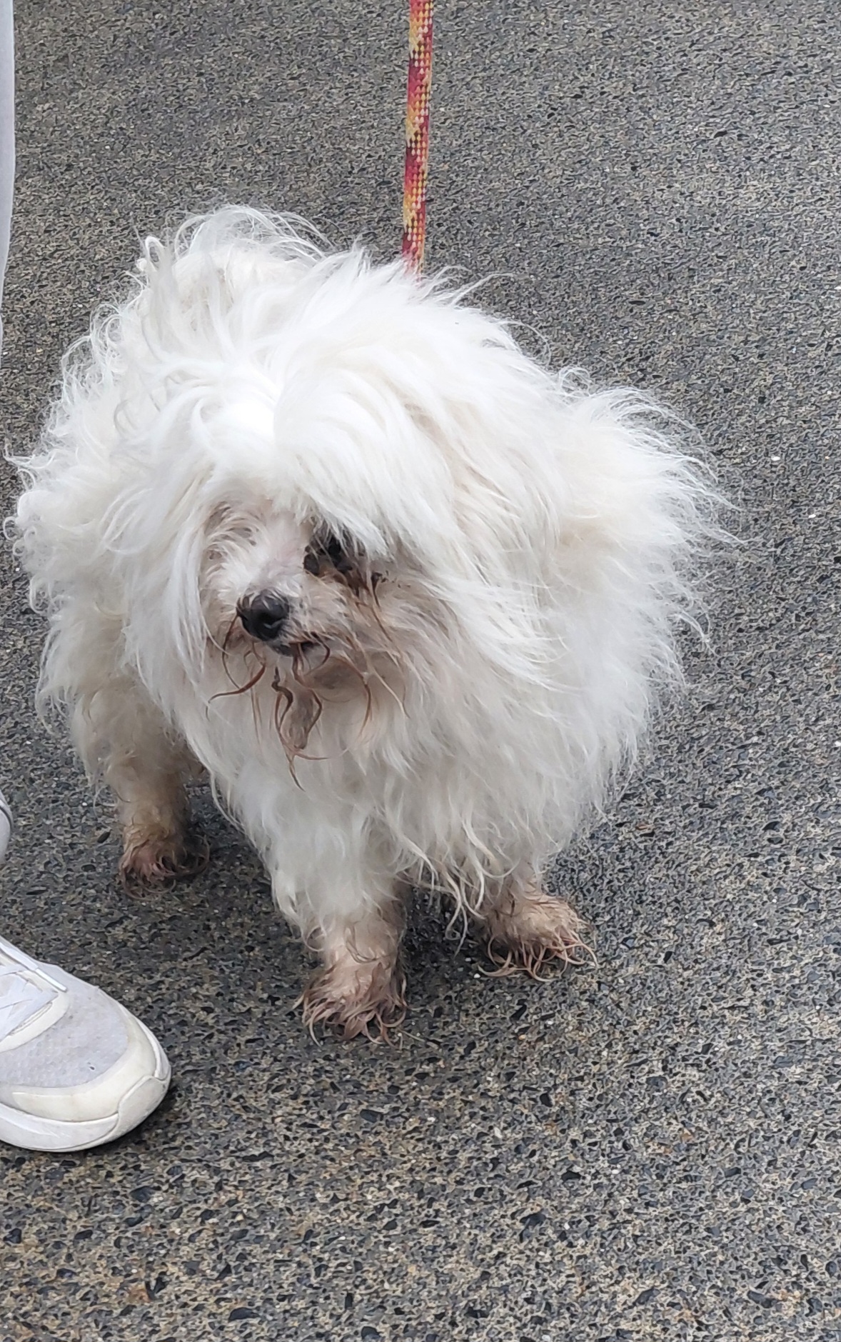 18-09-26-My-Vet-Lucan-Copy-1