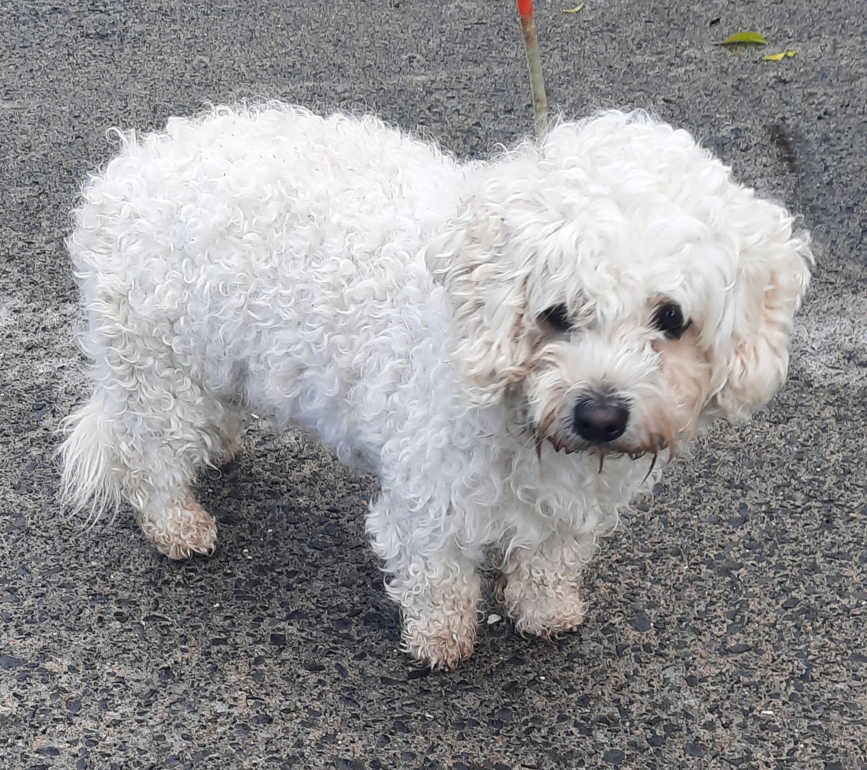 19-10-2021-Palmerstown-Ave,Palmerstown
