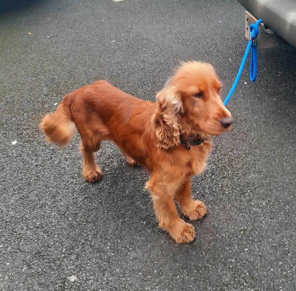 25-01-23-Rathfarnham--Copy