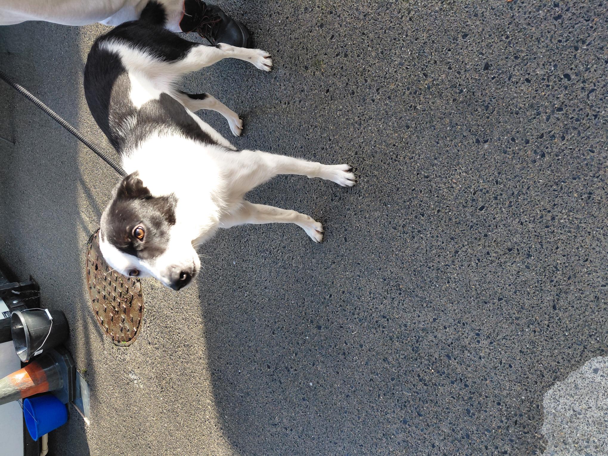 25-3-26-Scholarstown-Park-Rathfarnham