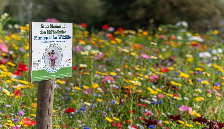 SDCC---Firhouse-pollinator-friendly-wildflower-and-bulbs-Comp-Copy