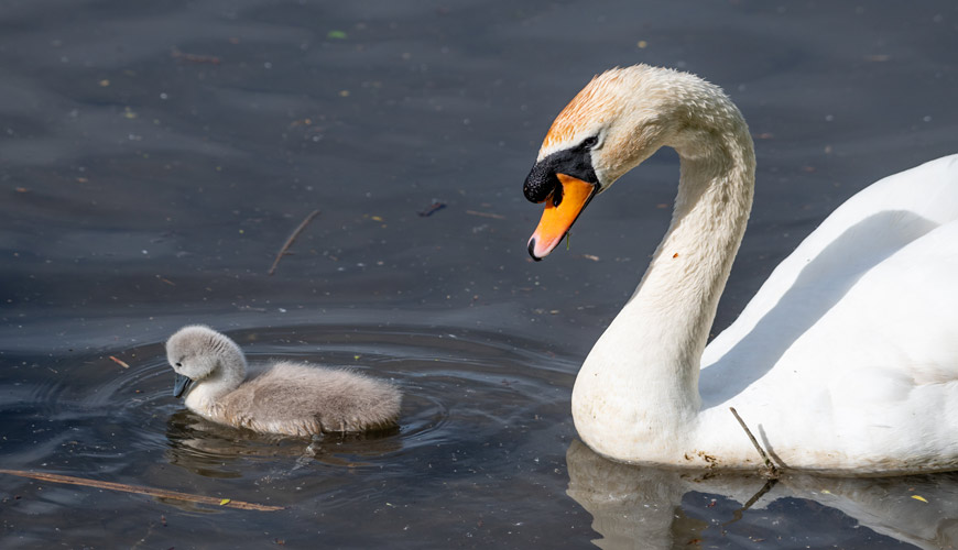 Swan-and-baby-Comp