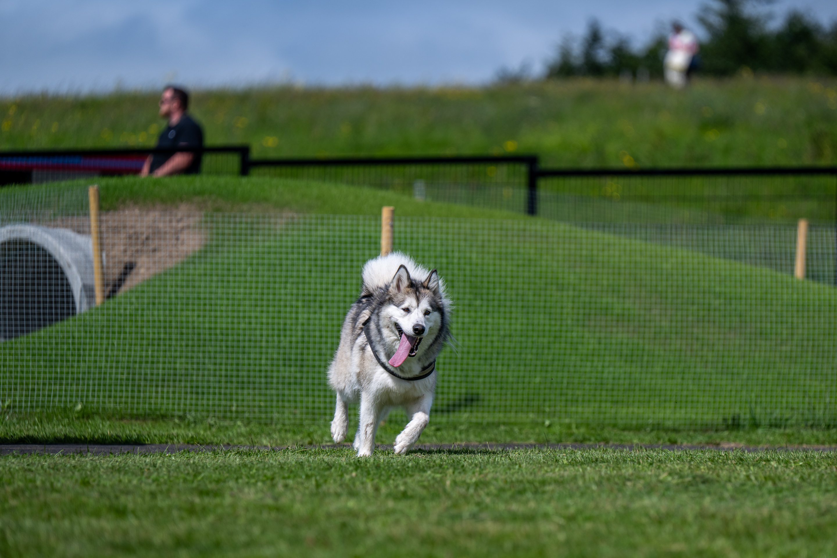 SDCC---Tymon-Park-Dog-Run---Ben-Ryan-08 SDCC---Tymon-Park-Dog-Run---Ben-Ryan-08